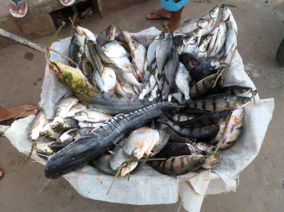 Muitos tipos de peixe a venda em Coari, às margens do rio Solimões, no Amazonas